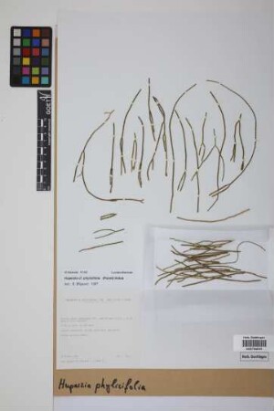 Phlegmariurus phylicifolius (Desv. ex Poir.) B. &Oslash;llg.