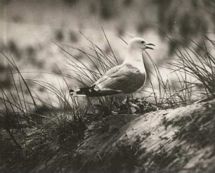 Sturmmöwe (Larus canus L.), am Nest stehend und rufend. Amrum