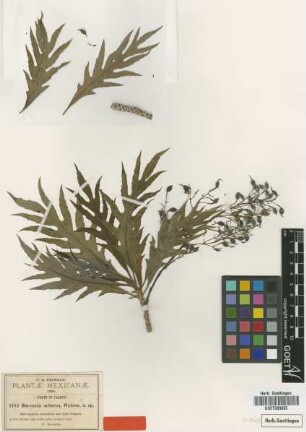 Bocconia arborea S.Watson [type]