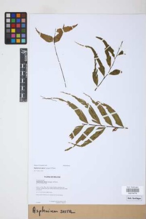 Asplenium serra Langsd. & Fisch.