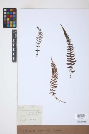 Blechnum australe L.