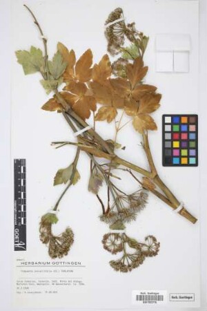 Tinguarra cervariifolia (DC.) Parl.