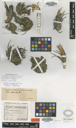 Tillandsia xiphioides Ker Gawl. var. minor L.Hrom.