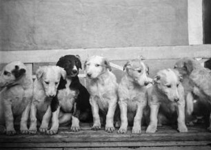 Junge Hunde