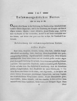 Zusammengedrückte Natter.