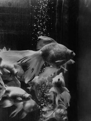 Archivfotografie "motive_tiere_zoo_fische_on02"