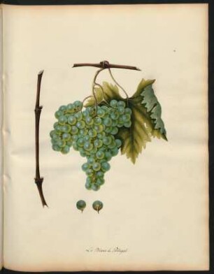 63. Le Blanc de Portugal