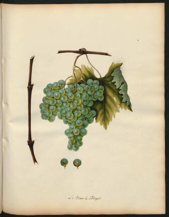 63. Le Blanc de Portugal