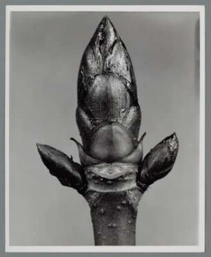 Rosskastanie, Knospen (Aesculus hippocastanum)