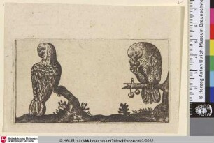 [Zwei Papageien; Two parrots, front and back view]