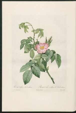 Rosa Villosa Terebenthina. Rosier Velu à odeur de Térébenthine. Bessin sculp.