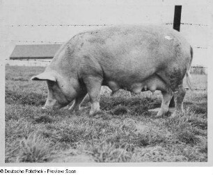 Schlegel bei Ostritz, Zuchtsau : Schlegel bei Ostritz. Hof von Richard Kunack. Zuchtsau auf Grünlandweide