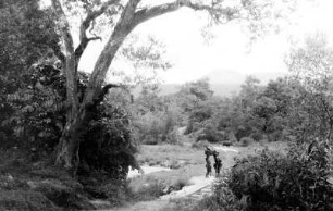 Auf dem Weg zum Mount Rungwe : Blick über einen dschungelähnliche Landschaft. im Hintergrund der Mount Rungwe