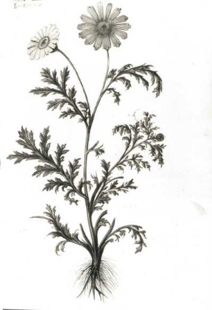 Saatwucherblume (Chrysanthemum segetum). Italienische Pflanzenhandschrift