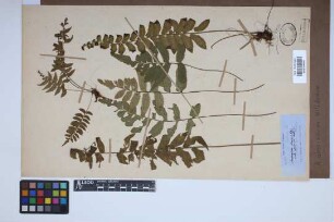 Asplenium abscissum