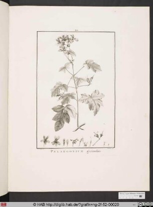 PELARGONIUM glutinosum [Storchenschnabelgewächs].