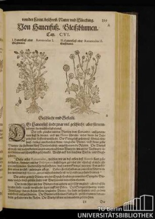 Cap. CVI. Von Hanenfuß, Gleißblumen.