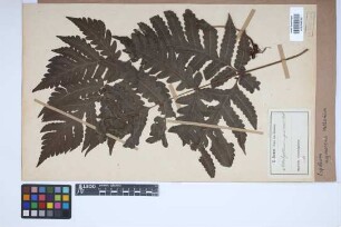 Aspidium nigrescens Mett. ex Kuhn