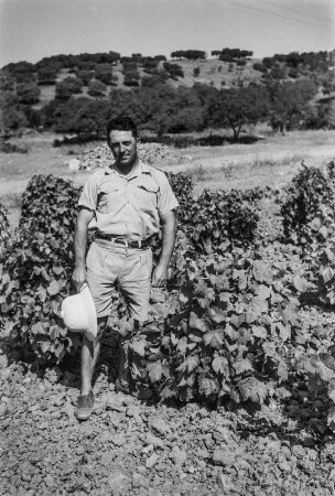 Weinanbau : Weinanbau bei Vgayeth.