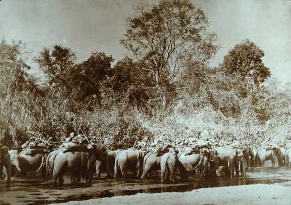 Chasse à l'éléphant