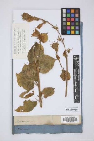 Nicotiana glutinosa