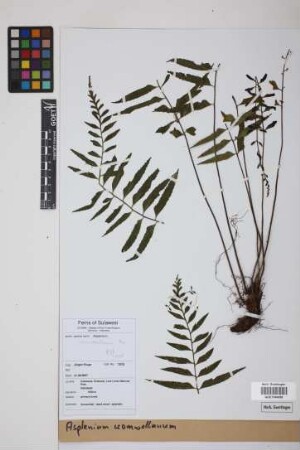 Asplenium cromwellianum Rosenst.
