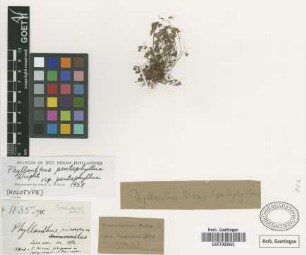 Phyllanthus pentaphyllus C.Wright subsp. pentaphyllus C.Wright[holotype]
