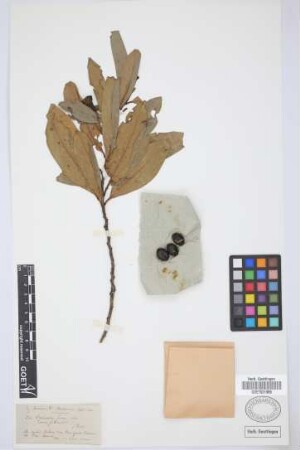 Ocotea foetens (Ait.) Benth. & Hook. f.