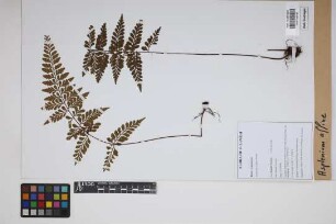 Asplenium affine Sw.