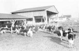 Rinderoffenstallanlage und Melkhaus der LPG Zauchwitz (Kr. Potsdam-Land)