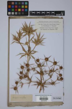 Eryngium campestre L.