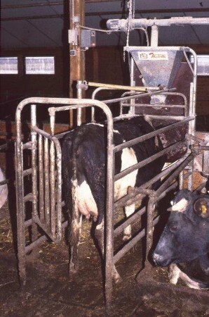 Fotografie: Abrufstation, Liegeboxenlaufstall, Milchkuh