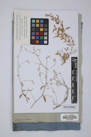 Lobelia pubescens