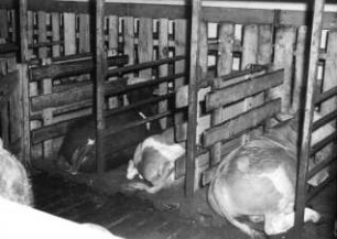 Versuchstall in Dürnast Bullen in Liegeboxen
