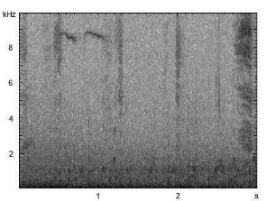 Hausgans | Anser anser f. domestica - Schnüffeln