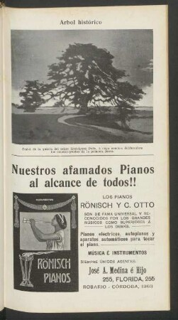 Arbol histórico - [Fotografía]
