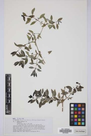 Rubia fruticosa Aiton
