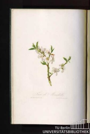 Fiore di Mandorlo