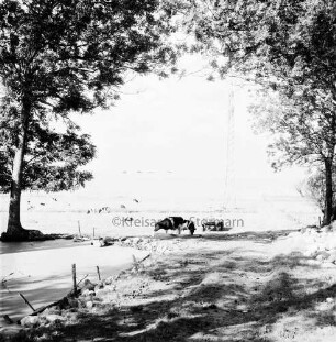 Landwirtschaft: Rinderherde auf Weide: Blick in die Feldmark: hinten rechts Strommast: vorn rechts und links Bäume