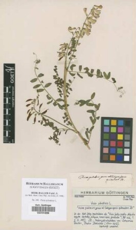 Vicia sylvatica L.