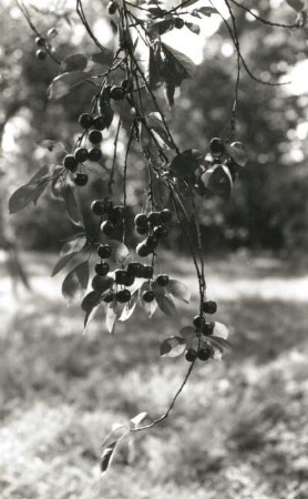 Sauerkirsche (Prunus cerasus). Zweige, fruchtend