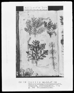 Medizinische Sammelhandschrift — Pflanzenbilder, Folio 306