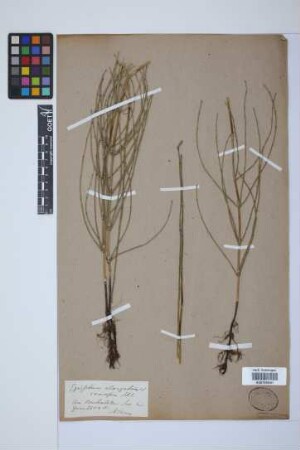 Equisetum giganteum L.