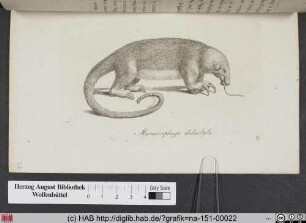 Myrmecophaga Didactyla / Der zweyzehichte Ameisenbär oder kleine Tamandua aus Brasilien.