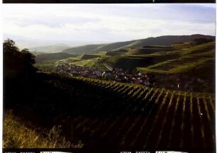 Bickensohl: umgelegter Weinberg oberhalb Bickensohl, in Abendsonne