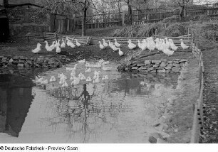 Enten an einem Teich