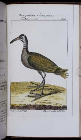 Der grüne Bracher. Tantalus viridis.