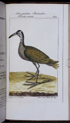 Der grüne Bracher. Tantalus viridis.
