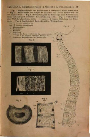Anatomischer Hand-Atlas : zum Gebrauch im Secirsaal. 2, Bänder