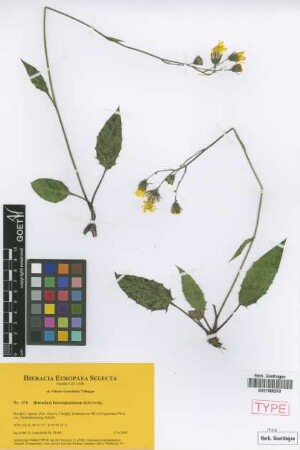 Hieracium boreoapenninum Gottschl. [paratype]